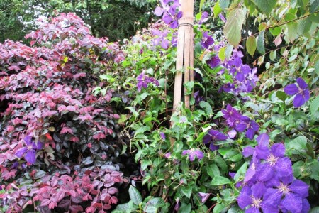 Clematis with Loropetalum China Pink