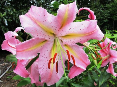The wonderfully fragrant auratum lily hybrids - hybridising and raising from seed keeps the plants healthy and reduces problems with virus