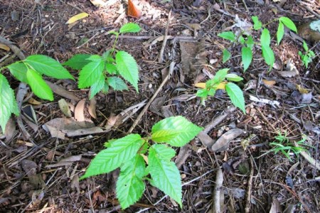 A rash of germinating campanulata cherries