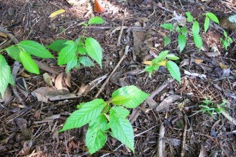 A rash of germinating campanulata cherries