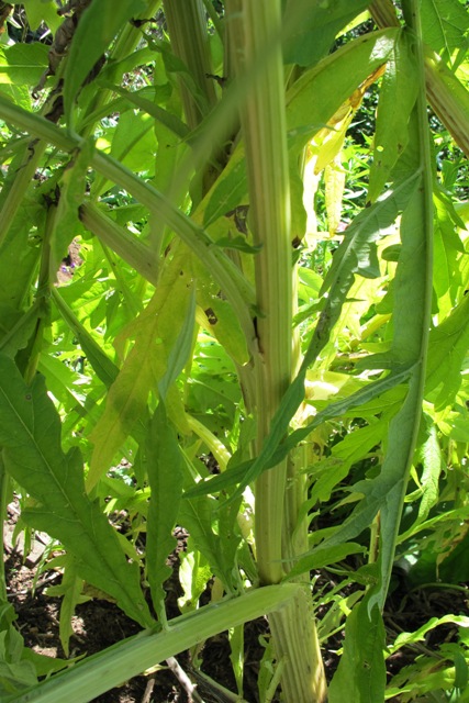 Cardoon stems resemble giant celery but only in looks
