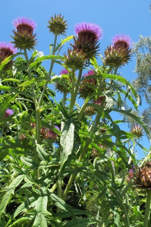 Cardoon - the next trendy crop for basil sophisticates?