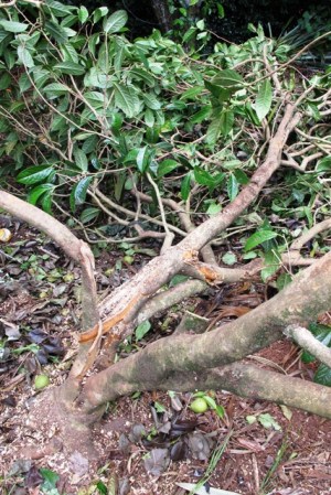 The sad state of Camellia chyrsantha