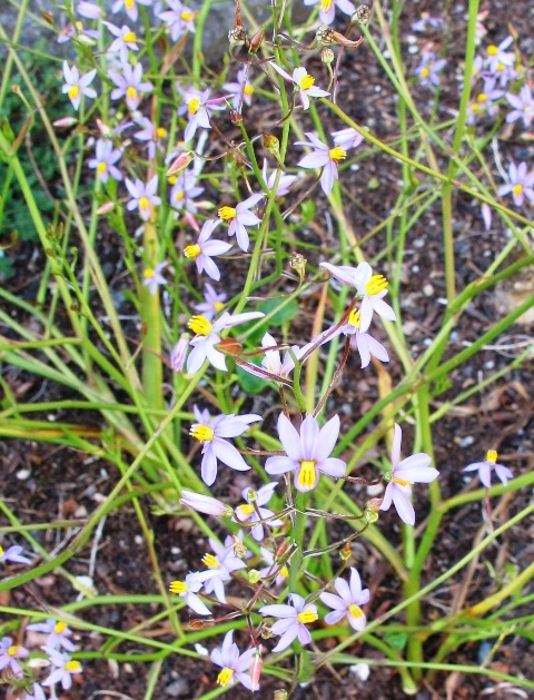 Cyanella capensis - described by Mark as appearing like a blue gypsohila in the garden