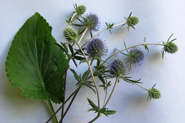 I am very fond of eryngiums
