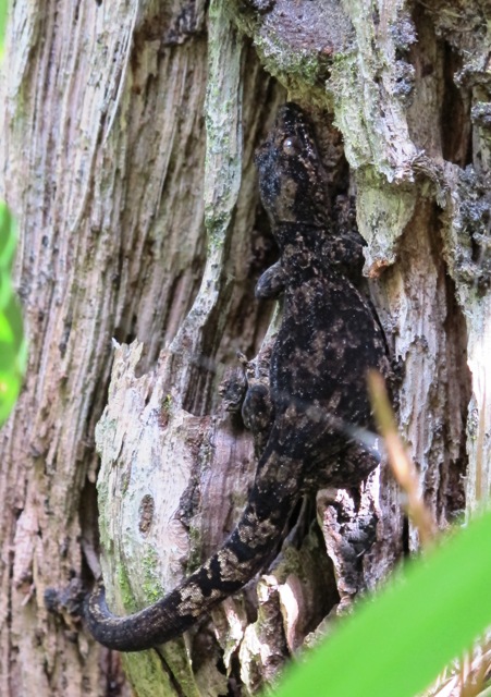 Gecko, probably Hoplodactylus pacificus. 
