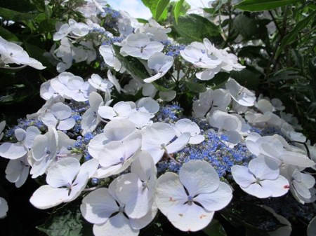Hydrangea Libelle 
