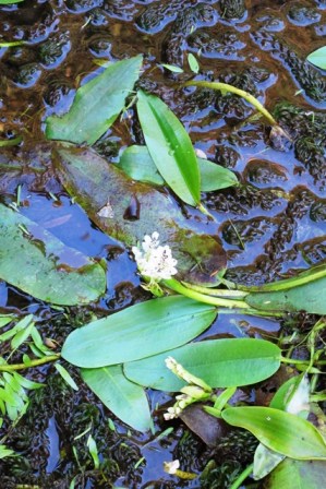 The worst offenders: Cape pond weed and oxygen weed