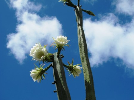 We just refer to it as The Trichocereus