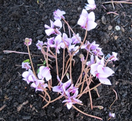 A mere taste of what is to come 