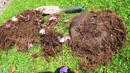 Bet mine are larger than yours - Cyclamen hederafolium tubers
