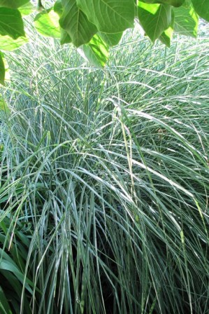 Big grasses need big space