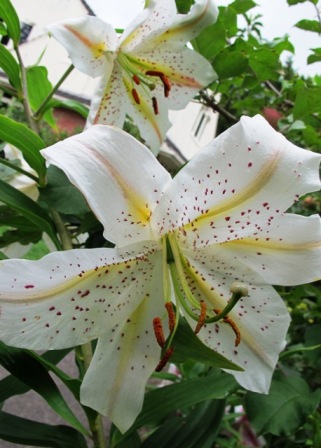 The auratum lily season is late this year, but no less spectacular for its delay