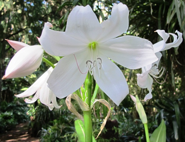 Fragrant Crinum moorei var. Fragrant Crinum moorei var.