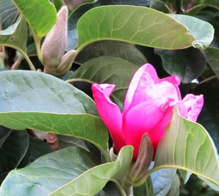 Magnolia Apollo in summer
