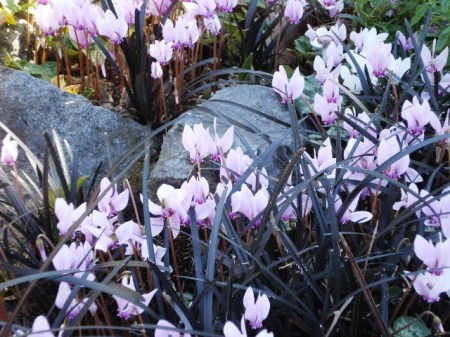 Too much of a good thing - Cyclamen hederafolium with black mondo grass