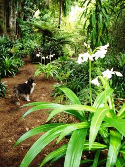 Tall, white punctuation marks in summer along a woodland walk - Crinum moorei var. Tall, white punctuation marks in summer along a woodland walk - Crinum moorei var