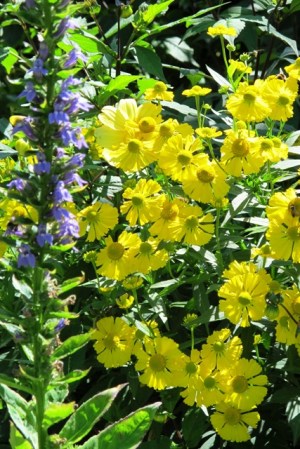 Summer and Mark's vegetable garden is taking on its meadow garden alter ego as he grows food for the butterflies