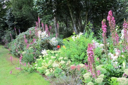 Auratum lilies in the summer border