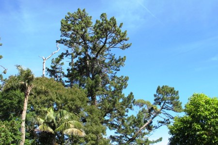 Our old man pines, Pinus radiata, are large trees after 130 years