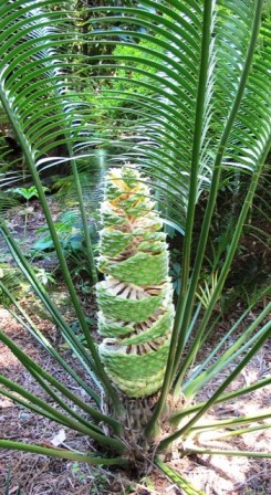 Lepidozamia peroffskyana cone