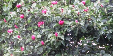 The bonus of summer flowers on Magnolia Black Tulip