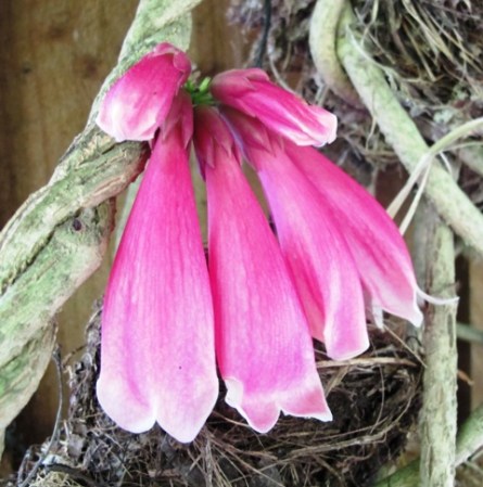 The pink bells of Tecomanthe venusta