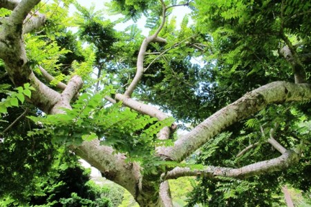 Ulmus (should that be elegantissima, minor or x hollandica?) "Jacqueline Hillier"