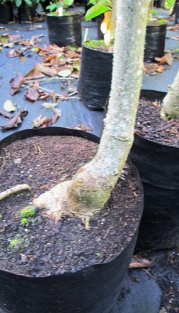 The dreaded hockey stick shaping