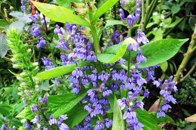 A perennial lobelia from North America - but which one? 
