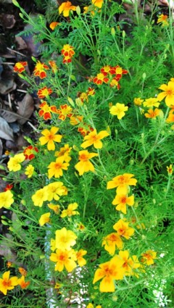 Marigolds. But which one? 