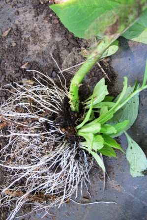 The North American perennial lobelias are very easy to lift and divide