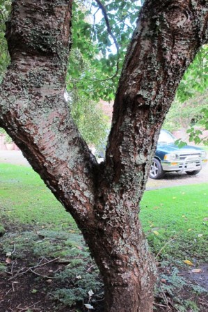 The forked trunk - an inherent structural weakness