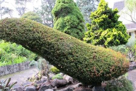 Felix the Kiwi, our clipped yew, may be succumbing 