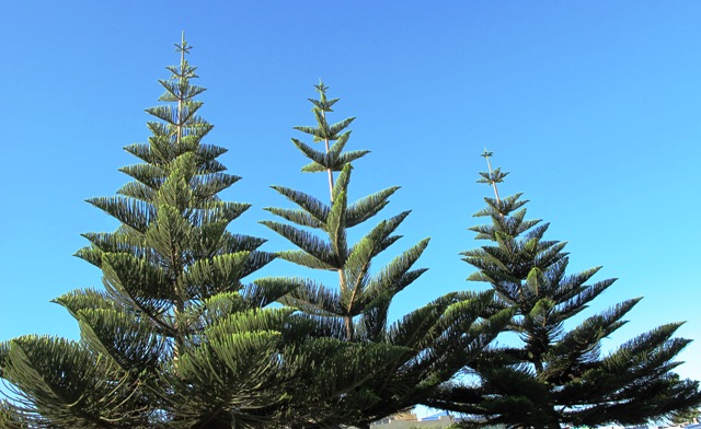 Plant Collector: Norfolk Island Pine (Araucaria heterophylla) | Tikorangi  The Jury Garden