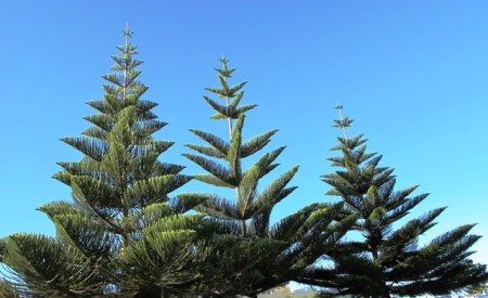 The urge is to put a Christmas star on top - Araucaria heterophylla