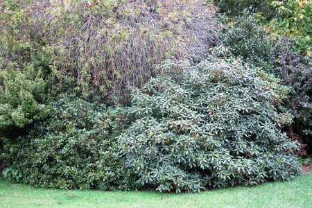 The shrubbery is the lowest maintenance form of gardening I know