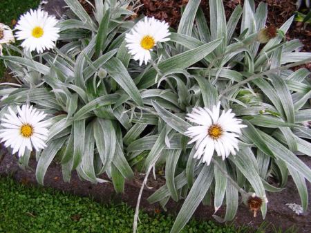 Celmisia (New Zealand's mountain daisy) are not within their normal climatic range here