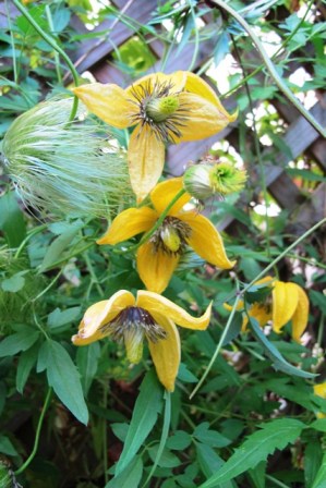 The early autumn charm of Clematis tangutica 