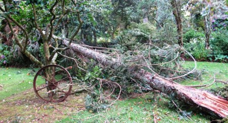 Felling of the Picea omorika by strong wind