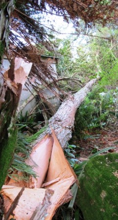 A totara, torn apart by strong winds