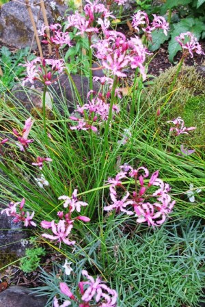 Nerine filifolia
