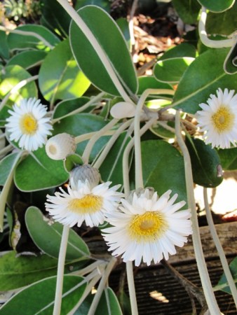 Pachystegia insignis (the Marlborough rock daisy) is also used to somewhat different conditions