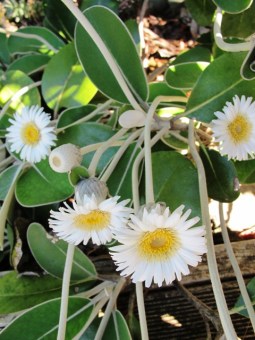Pachystegia insignis (the Marlborough rock daisy) is also used to somewhat different conditions