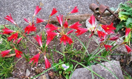 The little known Rhodophiala bifida 