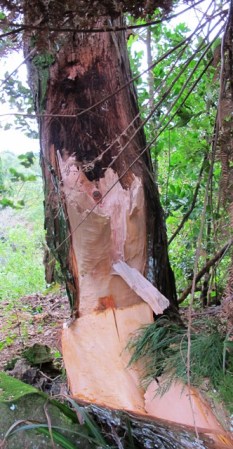 A salutary lesson in why trees should never be allowed to fork close to the ground - half the totara split out