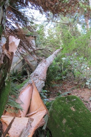 At least the falling totara missed the garage