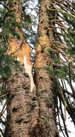 Damage to the multi forked Picea omorika several metres up