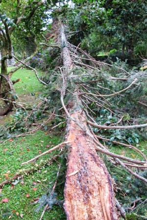 The Picea omorika felled itself