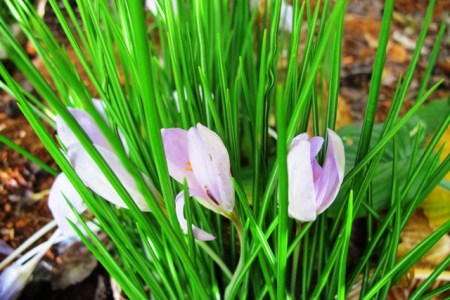 The true autumn crocus is indeed a crocus
